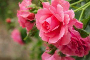 คำอธิบายของดอกกุหลาบ Rosarium Utersen การปีนเขาการปลูกและการดูแลพืช