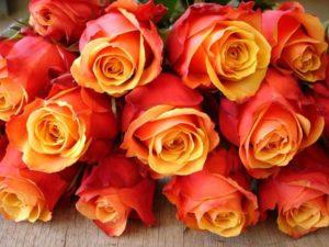 Περιγραφή του υβριδικού τριαντάφυλλου τσαγιού της ποικιλίας Brandy Cherry, φύτευση, φροντίδα και αναπαραγωγή