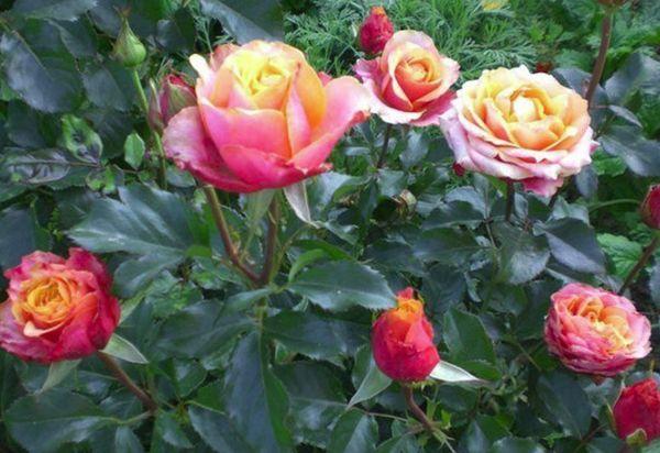 buissons de roses