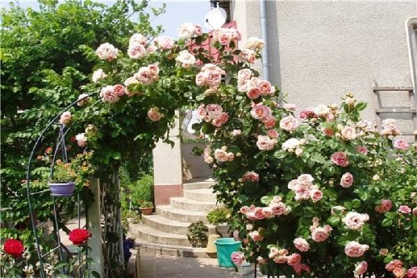 Opisy najlepszych odmian róż z grupy Climber i ich cechy, sadzenie i pielęgnacja