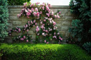 Descriptions of the best varieties of roses of the Climber group and their characteristics, planting and care