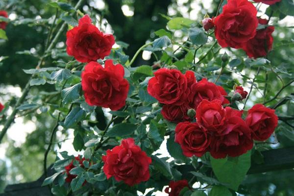 Rožu sarkanais ramblers