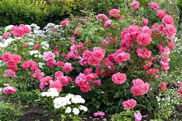 Beschrijvingen van de beste variëteiten rozen van de Climber-groep en hun kenmerken, aanplant en verzorging