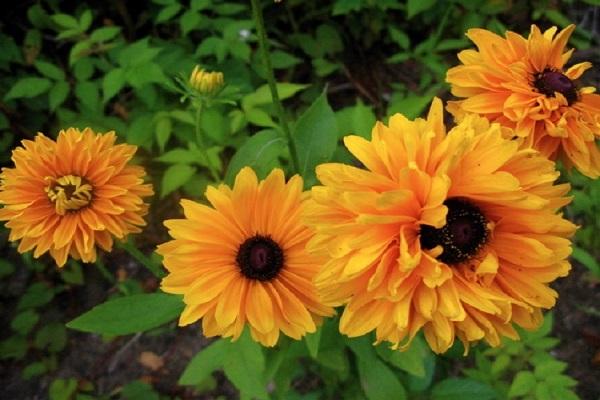 flors goldilox