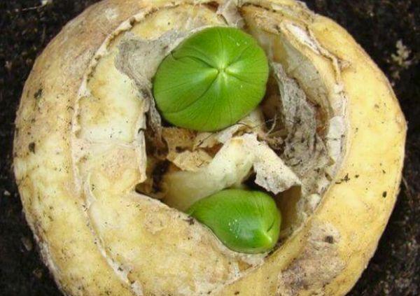 Pähkinänrinta