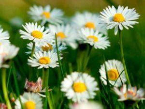 Description of species and varieties of garden daisies, planting, growing and care