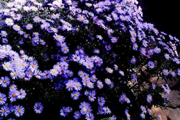 santbrinka buske i en blomsterbädd