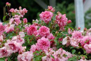 Kuvaus tavanomaisten ruusujen lajikkeista, istutuksesta ja hoidosta ulkona