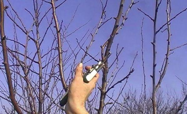 pruning plum
