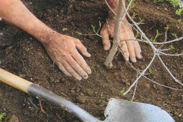 planting in soil