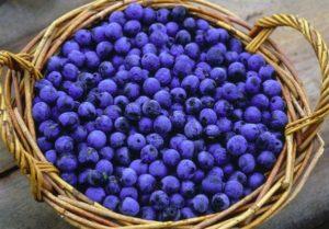 Description de la variété de prune Ternovka, sélection des plants, plantation et entretien