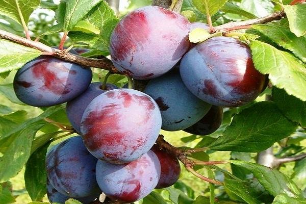 plum berry