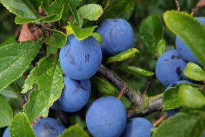 Descrierea soiului de prune Volzhskaya frumusețe, cultivare și îngrijire