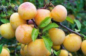 Description of plum varieties Yakhontova, pollinators, cultivation and care