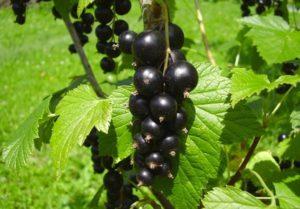 Description et caractéristiques de la variété de cassis Perle noire, plantation et entretien