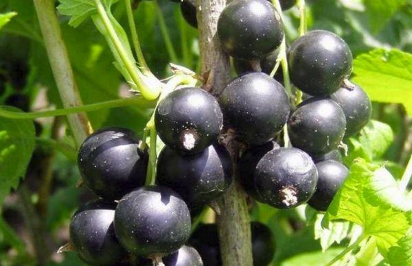 svarta oliver