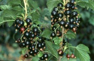 Beskrivning av vinbärsorter Dar Smolyaninova, planterings- och skötselfunktioner