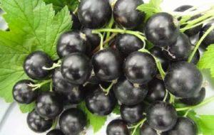 Description and characteristics of the currant variety Ilyinka, planting and care
