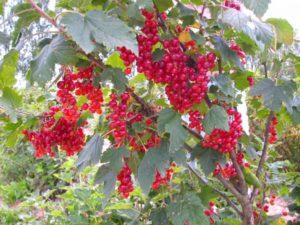 Description and characteristics of the red currant variety Nenaglyadnaya