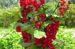 Egenskaper och beskrivning av röda vinbärsorter Uralskaya krasavitsa