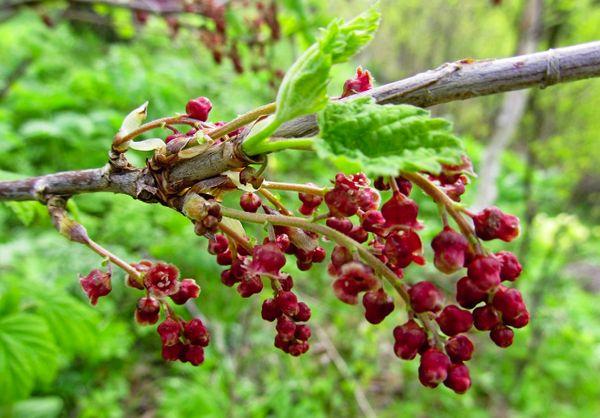branch with currants