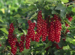 Description and characteristics of the red currant variety Rovada, planting and care