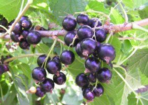 Characteristics and description of the Titania currant variety, planting and care