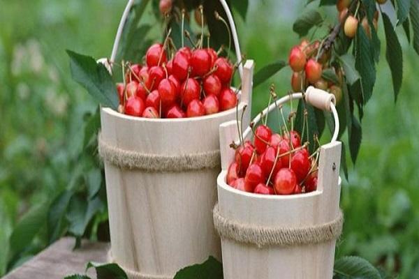 buckets of fruit