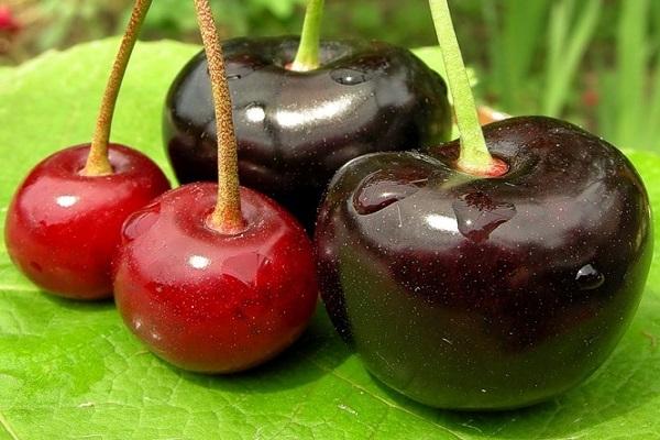 cold-resistant cherry