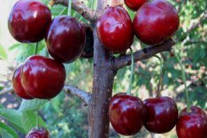 17 mejores variedades de cerezas dulces para la región de Leningrado con descripción y características