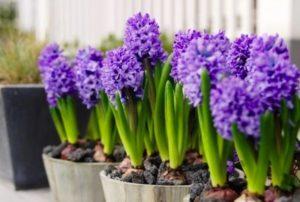Opis a charakteristika odrôd a typov hyacintov, pravidlá pestovania