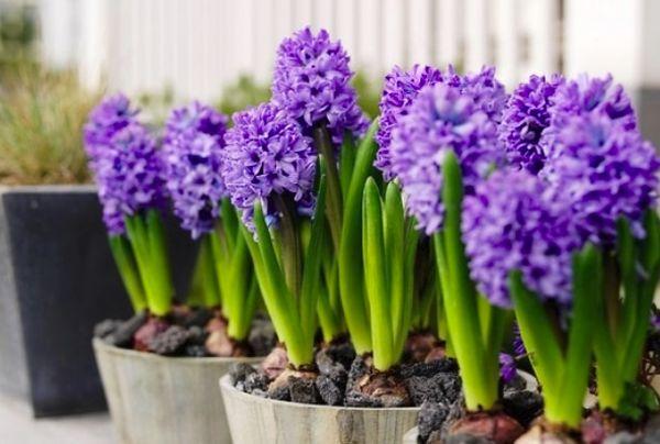 Oriental hyacinth