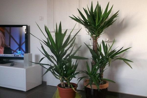 plantas en la tele