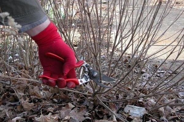 pruning for the winter