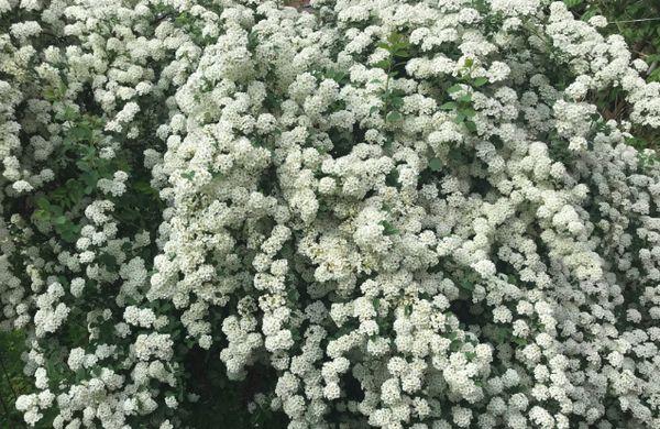 Baltos gėlės