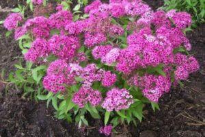 Description of varieties of Japanese spirea, planting and care in the open field