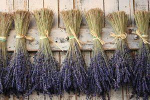 Kuinka voit kuivattaa laventelia kotona, keruun ja valmistelun ajoitus