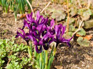 Beschreibung und Sorten japanischer Iris, Pflanz- und Pflegemerkmale