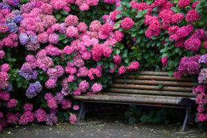 Description of Katevbinsky rhododendron species, planting and care rules