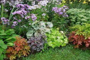 15 beste schaduwminnende planten voor de tuin die de hele zomer bloeien