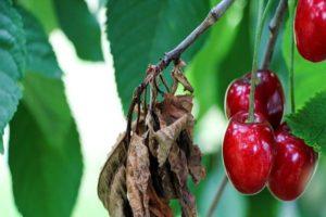 How to effectively deal with aphids on cherries with drugs and folk remedies