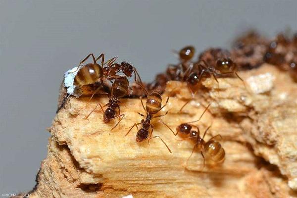 uitroeiing van mieren