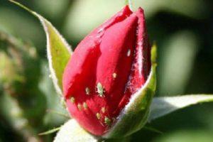 How to treat roses from aphids, how to deal with drugs and folk remedies