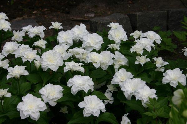زهور بيضاء