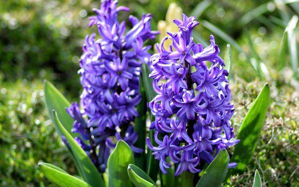 flowers hyacinth
