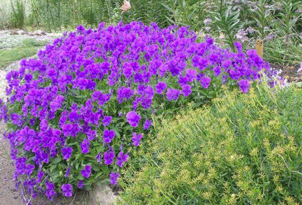 Violetas en el jardín