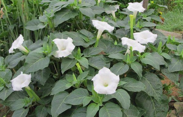 Datura or dope herb
