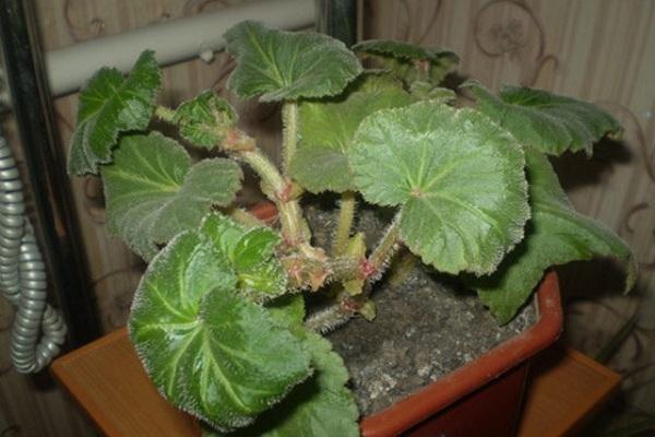 Plantera, växa och ta hand om begonia, hur det reproducerar sig