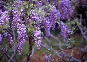 Plante, vokse og pleje wisteria i det åbne felt, hvordan man formerer sig