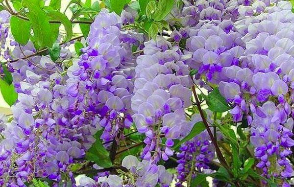 Wisteria on the site